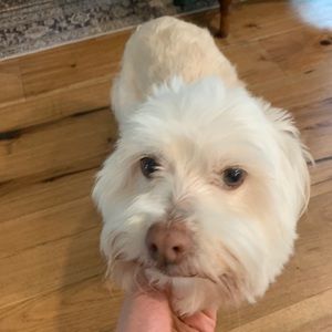 Meet your Posher, Maclaren